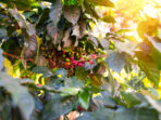 close up of red and green coffee beans on a tree